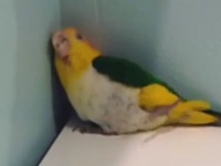 「ココが気になるぅ～気になるの～」すみっこから離れがたいシロハラインコ