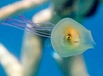 新種爆誕！？　クラゲと魚がトンデモないことに…