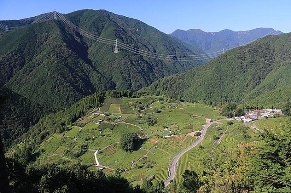 天空の遊歩道から望む上ヶ流茶園(Alpsdakeさん撮影、Wikimedia Commons