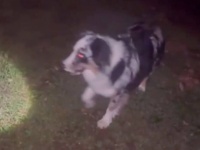 「だって暗いと怖いし、危ないし…」懐中電灯を咥えて夜の庭を歩く犬