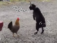 やんの？やれるの？近づいてきたニワトリにオラついてみた子ヤギ