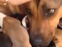 子犬と共に助けられた直後、涙を流す母犬の動画が話題に