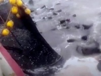 シャチに追われたアシカの大群、一斉に漁船に乗り込もうとする