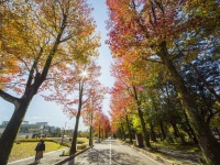 ここがアメリカ楓通り（画像は金沢旅物語公式サイトより）