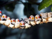 鳥に出会うと最大8時間、心の健康が向上するという研究結果