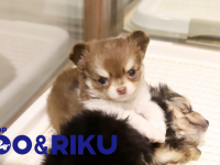 有限会社 Coo&amp;RIKUのプレスリリース画像