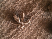 火星に花を咲かせましょう。NASAのキュリオシティが撮影した花のような岩