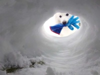 くーさんママ（＠kukuri_shibainu）さんの投稿より、再掲