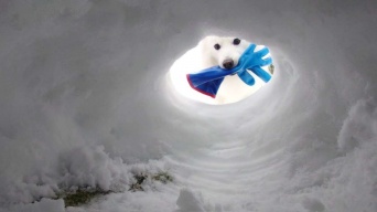 くーさんママ（＠kukuri_shibainu）さんの投稿より、再掲