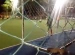 まさかの守り神！笑　ワンちゃんがサッカーの試合に乱入しPKを防いでしまう。