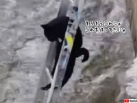 川の凍った場所から身動きが取れなくなった猫、梯子を使っての救出大作戦