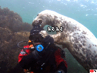 「これが好きやねん」ダイバーの帽子が大好物のアザラシ、頭のてっぺんをカプリコ、帽子はズタズタ