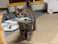【お魚くわえたドラ猫〜】おもちゃの魚をくわえた子猫の姿がまるで「サザエさん」 。思わず口ずさみたくなるツイートが話題に