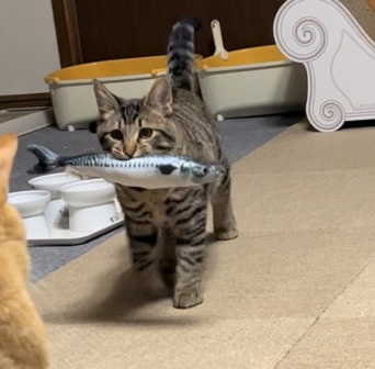 【お魚くわえたドラ猫〜】おもちゃの魚をくわえた子猫の姿がまるで「サザエさん」 。思わず口ずさみたくなるツイートが話題に