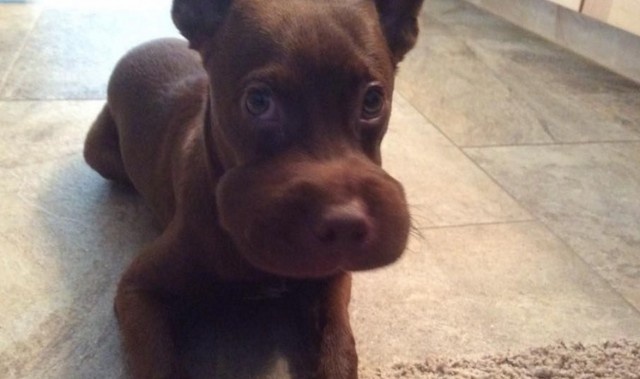 スクリーンショット 2016-04-24 19.59.07