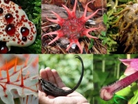 圧倒的存在感のある異様な形状をした10の植物・菌類（閲覧注意）