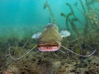実は魚はおしゃべりだった。多くの魚が音でコミュニケーションしていることが判明（音声あり）