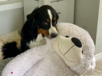 ぬいぐるみが大好きな犬、おばあさんに巨大テディベアをもらい嬉しさが止まらない
