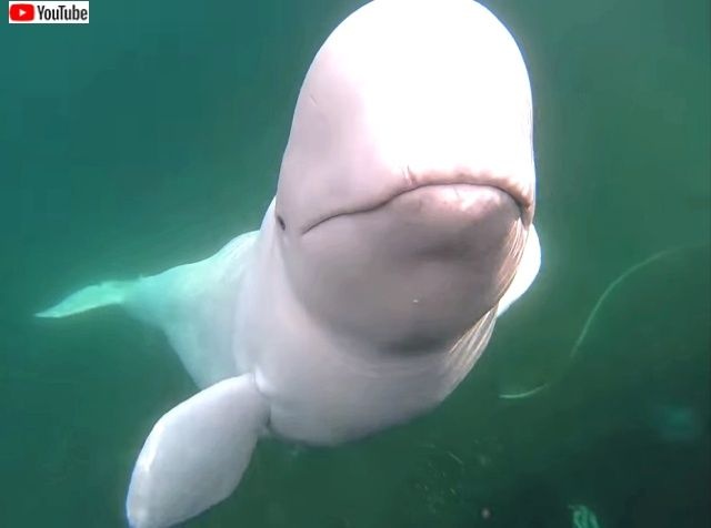 cheekybeluga3_640_640