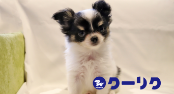 有限会社 Coo&amp;RIKUのプレスリリース画像