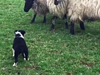 これぞ天職！ボーダーコリーの子犬が、生まれて初めて見た羊たちを見事に追う姿がさすがだと評判に