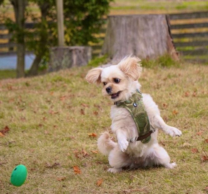 「なんであっちにある？」（画像提供：ぽにぃ(＠typehadari2502)さん）