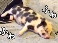 モフモフしたものが好き過ぎて、もうどうしていいかわからないブゥ。孤児だったミニブタの毛布を愛する日常