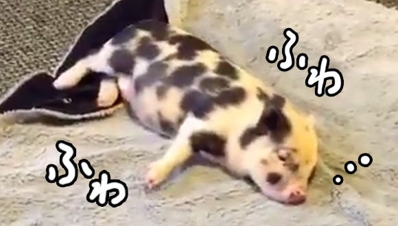 モフモフしたものが好き過ぎて、もうどうしていいかわからないブゥ。孤児だったミニブタの毛布を愛する日常