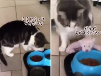 こんな動画だけ見ていたい。猫がクマのお友達を夕食に招待