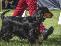 世界最大のドッグショーで、審査基準を超えて愛された犬（イギリス）