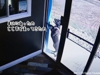 あそこなら！交通事故に遭遇した犬、お気に入りの犬の保育園に助けを求める