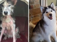 これからもずっとハッピーでいよう！保護犬たちの劇的なビフォーアフターの姿に涙