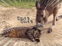 猫の頭をグリグリして相当嫌がられたカンガルー
