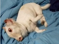 山羊？豚？それともクリーチャー？犬の錯視写真にTwitterユーザーら困惑