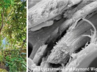 二酸化炭素を効率的にたっぷり貯蔵してくれる樹木が発見される
