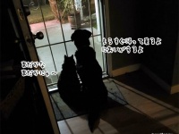 セロトニンがダダ洩れする。動物たちの愛と勇気とかわいさに満ちた14の画像