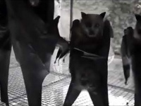 逆さまのコウモリを逆さまにした映像がとてつもなくロックだった