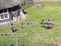 仲間は助ける！鷹に襲われているニワトリを助ける為、飛び込んでいったオンドリとヤギ