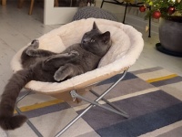 リラーックス！ソファに座り猫がまったりと「トムとジェリー」を鑑賞中