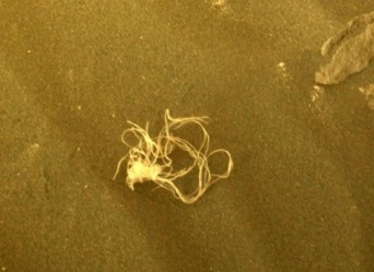 こ、これは！火星の地表にスパゲッティ状の物体を発見