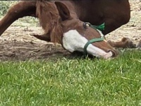 アクロバティックすぎた馬の〝食事〟に4.5万人爆笑　「執念を感じる」「必死さが良いwww」