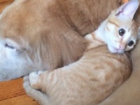 種は違っても親子同然。ゴールデン・レトリバーと茶トラ子猫のきゃっきゃうふふ