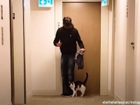同じ階の見ず知らずの住人に恋をした猫。足元にスリスリ、玄関の前で待ち続ける
