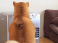 別れの季節がきちゃったネ...　ぬくぬくを愛する柴犬さん、ヒーターの片づけ察しこの背中