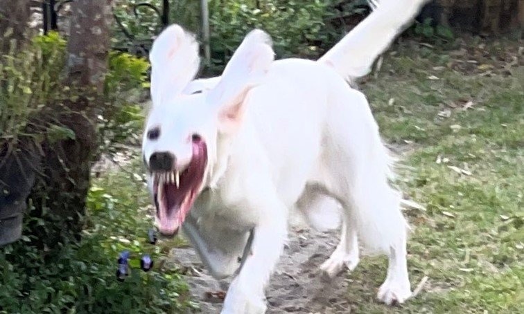 「血に乾いた獣かな？」「恐怖でチビりそう」　ハロウィン直前、自宅の庭に現れた「モンスター」がこちらです