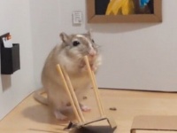 自宅待機中にペットのネズミにミニチュア美術館を作ってみた。大喜びで椅子を噛んでいたネズミに関する海外の反応