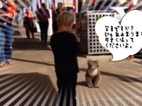 街を闊歩していたコアラ。少年にカメラを向けられ立ち止まり「こうですか？」のポーズ（オーストラリア）