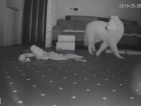 そこにいるのは何！？見えない何かに警戒心マックスな犬のパラノーマルアクティビティ