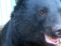 日本熊森協会・広報の公式Xより