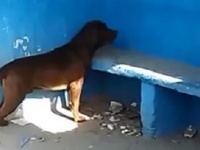 いったいなぜ？バス停の青い壁を見つめ続けている犬（ブラジル）